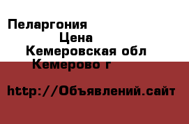 Пеларгония 'Richard Hodgson' › Цена ­ 200 - Кемеровская обл., Кемерово г.  »    